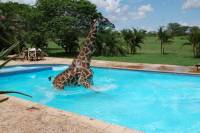 В Танзании живет удивительный жираф, который любит плавать в бассейне