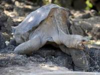Умерла последняя гигантская галапагосская черепаха, на которую съезжались поглазеть мировые звезды
