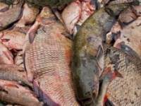 За выходные в Азовском море выловили 80 тонн дохлой рыбы