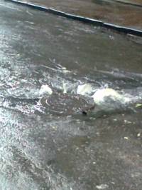 В Киеве знатно прорвало канализацию. Нечистоты плывут сразу по пяти улицам