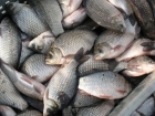 На «покращення життя» отреагировала даже рыба – в этом году она ловится на 7% хуже, чем в предыдущем