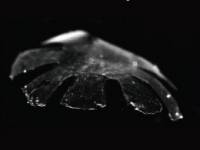 Ученые собрали из клеток крысы искусственную медузу. Еще немного, и из клеток медузы человека соберут