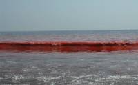 В Бердянске море стало красного цвета. Но отдыхающих просят не паниковать