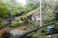 В Днепропетровске ветер за полчаса повалил 200 деревьев