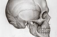 Британские ученые выяснили, что чем больше у человека череп, тем больше у него друзей