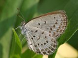Из-за аварии на «Фукусиме» японские бабочки перестали быть похожими сами на себя
