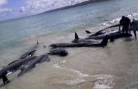 Во Флориде киты начали массово выбрасываться на берег. Спасти удается не всех
