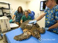 В США пытаются спасти гигантскую черепаху, ставшую жертвой урагана «Айзек»