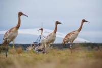 Путин так замечательно спас птиц, что несколько убил и покалечил