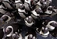 Две сотни пингвинов были в одном шаге от верной гибели. Спасатели успели вовремя