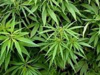 И лечим, и калечим. Киевская медсестра торговала наркотиками прямо на рабочем месте, причем недорого