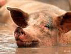 Российские свиньи снова подцепили смертельную болячку
