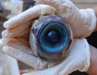 Ученые раскрыли тайну гигантского глаза, найденного на одном из пляжей Флориды