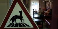 В Питере появилось кафе, в котором живут два десятка кошек