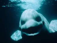 Американские ученые доказали, что киты умеют говорить и петь, как люди