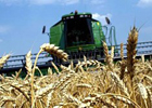 Украина вводит полный запрет на экспорт пшеницы. Самим нужна