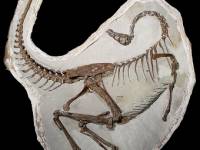 Ученые нашли самых древних крылатых динозавров