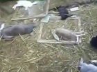 Неизвестная тварь десятками убивает кроликов под Харьковом. Подозрения падают на чупакабру