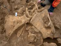 Около Парижа найден почти идеальный скелет одного из крупнейших мамонтов