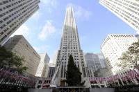 В Нью-Йорке уже установили главную рождественскую елку. В отличие от того, что было у нас, она действительно похожа на елку
