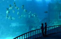 В Сингапуре открыли самый большой в мире океанариум