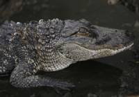 У американского наркоторговца конфисковали больного крокодила, который охранял весь товар