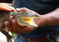 Семья предприимчивых украинцев решила, что крокодилы – идеальный товар для контрабанды