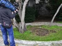 В Греции вандалы поглумились над священной оливой Платона