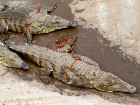А в Африке, а в Африке, на черной Лимпопо продолжают отлавливать тысячи сбежавших крокодилов