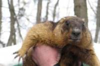 Если верить предсказаниям харьковского байбака Тимки, весна в Украину придет через полтора месяца