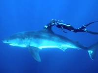 На Гавайях блондинка умудрилась «оседлать» смертельно опасную для людей белую акулу