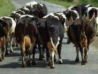 В Луганской области задержали стадо коров-нелегалов. С ними в сговоре были 12 лошадей