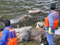 В шанхайской реке нашли несколько тысяч мертвых свиней, отравивших питьевую воду вирусом