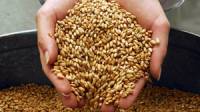 Украина может войти в двадцатку крупнейших производителей зерна