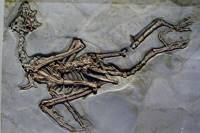 Китайские ученые доказали существование четырехкрылых динозавров