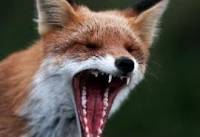 Киев и область атакуют бешеные животные. Кое-где даже объявлен карантин