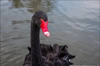 В Крыму поселились черные лебеди, которые обычно живут в Австралии и Тасмании