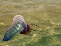 Испанские пляжи атаковали смертельно опасные медузы
