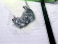 На Луганщине женщина нашла в кефире дохлую мышь. Торговые представители еще и судом угрожали