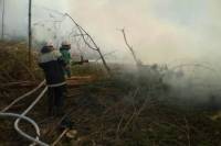 На Тернопольщине пожар уничтожил почти 2 гектара Национального парка