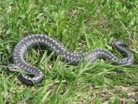На Виннитчине неизвестная змея набросилась на женщину