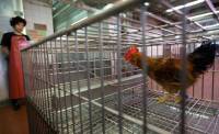 В Китае птичий грипп убил уже 36 человек