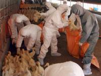В КНДР массово истребляют уток, опасаясь птичьего гриппа