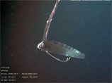 Ученым впервые удалось заснять легендарного морского змея