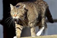 Это вам не затрапезный Джеймс Бонд… Кошку британского канцлера Казначейства заподозрили в шпионаже