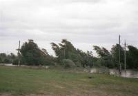 Полтавская область пала жертвой урагана. Жители сидят без электричества