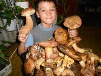 После обильных дождей в одесских лесах появились грибы-мутанты