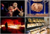 Чтобы в отпуске не было скучно… Шесть самых известных анатомических музеев мира