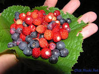 Гениальная идея оказалась не такой уж гениальной? Власти Крыма уже оправдываются по поводу налога на ягоды, сено и грибы