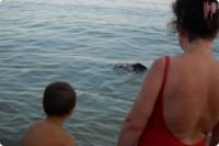 На пляж под Одессой заплыл самый настоящий скат. Отдыхающие были крайне удивлены